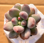 Multi-petal rosette succulent in small white pot with compact green leaves