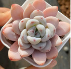 2-inch pot succulent with pale pink petals and white center, red speckles, in small pot