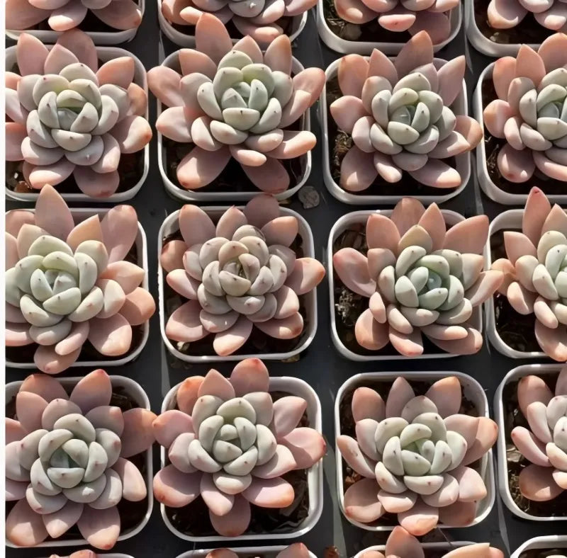 Collection of 2-inch pot succulents, pale white and pink rosettes with red speckles