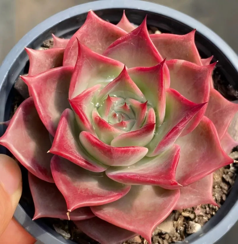Pink succulent rosette in 4-inch round pot