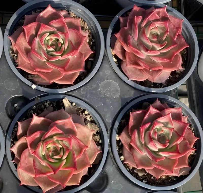 Set of four pink succulent rosettes in 4-inch round pots