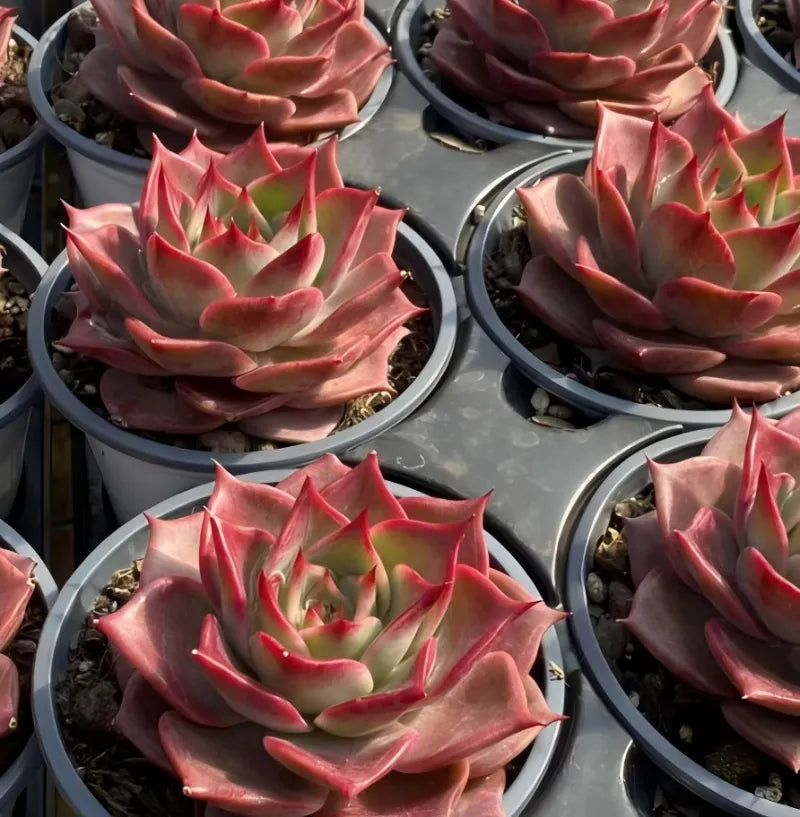 Multiple pink succulent rosettes in 4-inch round pots