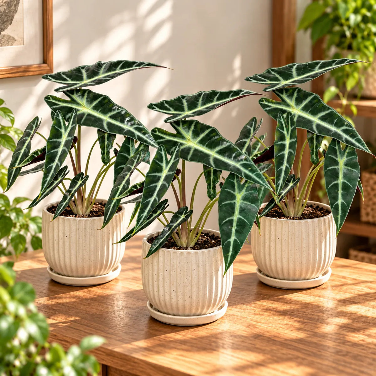 Alocasia bambino plants, 3-pack in ribbed light pots with dark green veined leaves