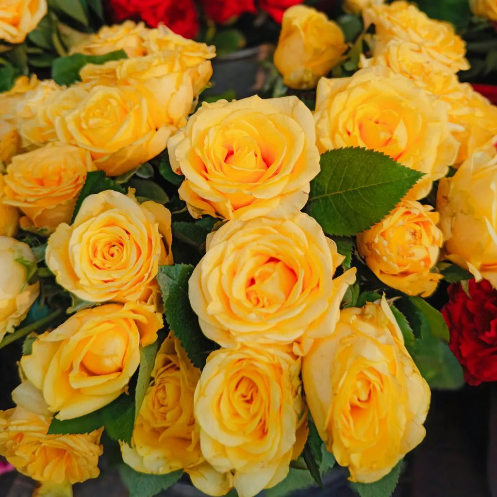 Cluster of yellow-orange and cream rose blossoms with green leaves, close-up
