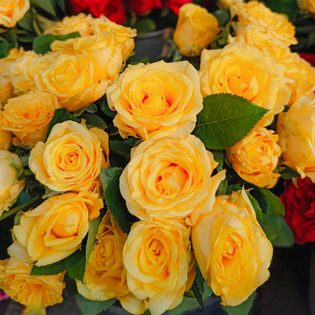 Cluster of yellow-orange and cream rose blossoms with green leaves, close-up
