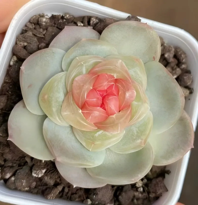 2-inch pot succulent in white square planter with dark gravel, pale mint petals and pink center