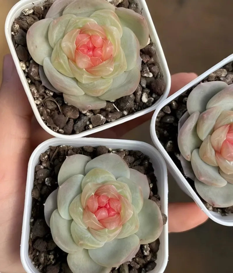 2-inch pot succulent set in white square planters, pale mint petals with pink center blossoms
