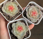 2-inch pot succulent in white square planter, pale mint petals with pink center blossom