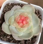 2-inch pot succulent bloom in white square planter, layered pale mint petals with pink center