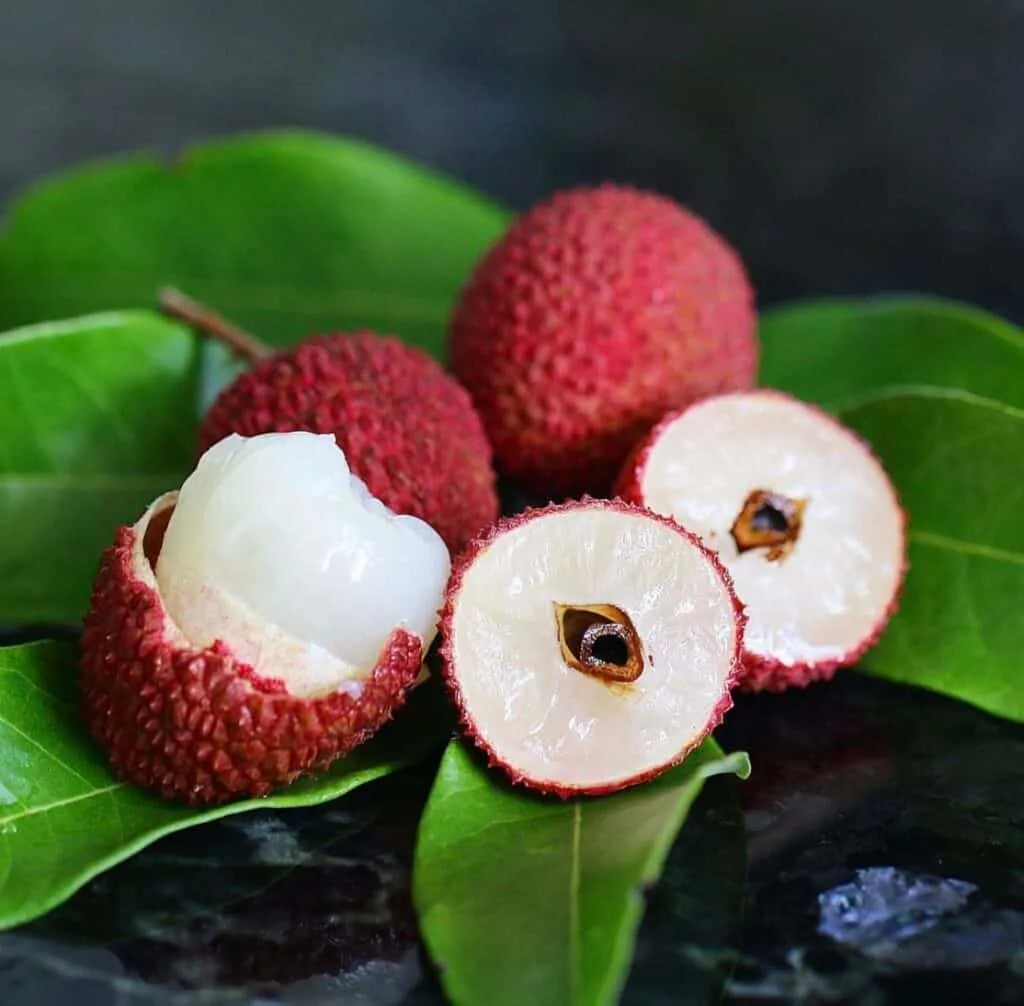 SweetHeart Lychee Tree - 1.5ft. Tall Bare Root Soil Song