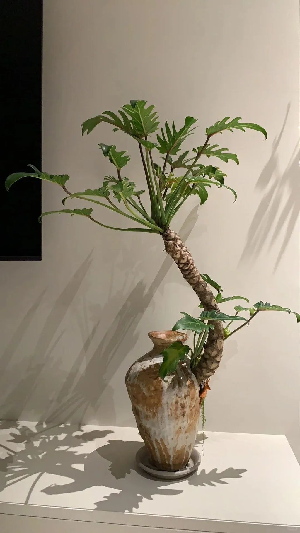 Philodendron plant with green lobed leaves growing from bundled root