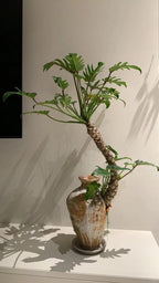 Philodendron plant with green lobed leaves growing from bundled root