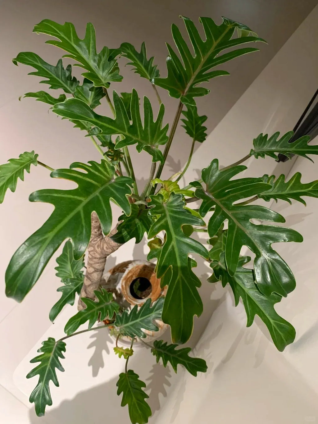 Philodendron plant with broad lobed green leaves on a central stem