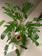 Philodendron plant with broad lobed green leaves on a central stem