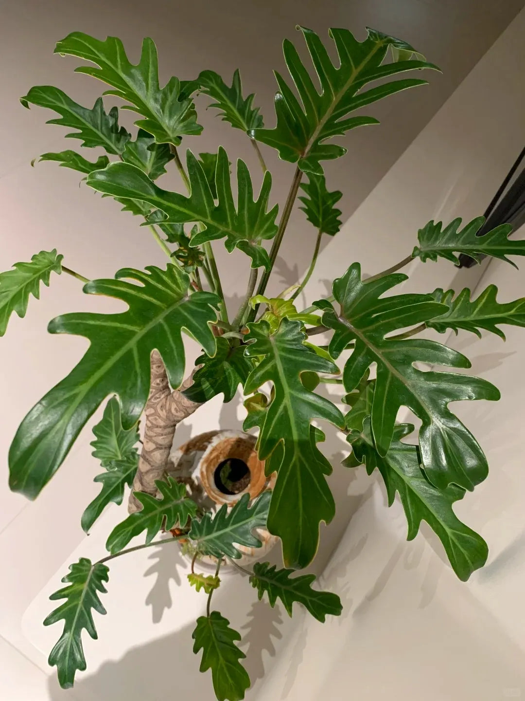 Philodendron plant with broad lobed green leaves on a central stem