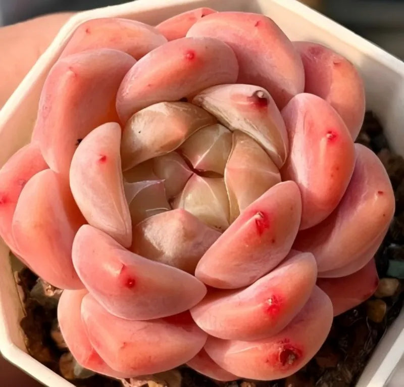 Peach rosette succulent with visible inner leaves in a white 3-inch pot