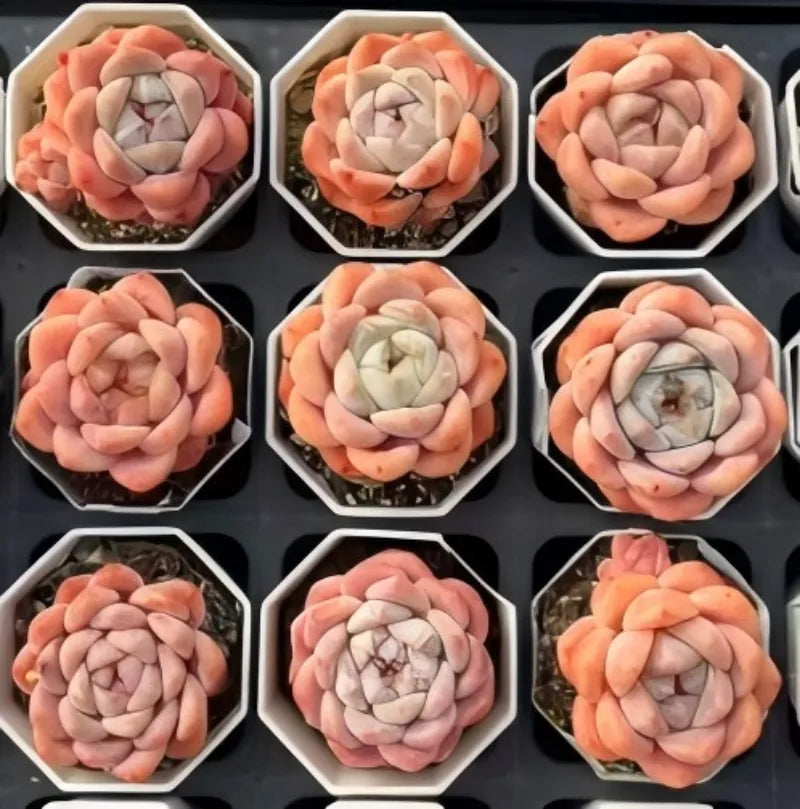 Peach and cream rosette succulent in a white 3-inch pot