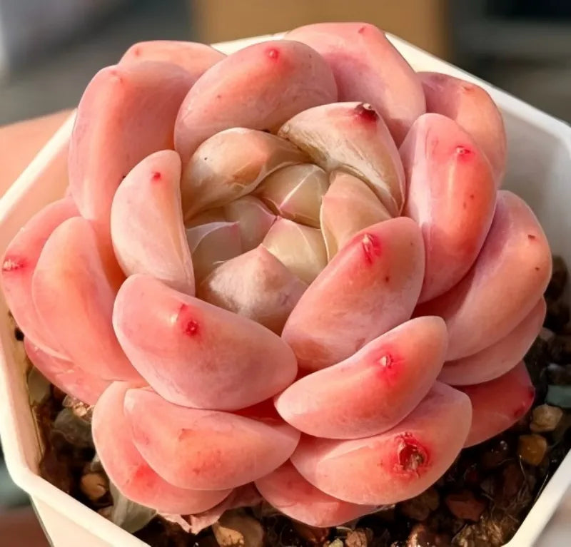 Peach rosette succulent in a white 3-inch pot with layered petals