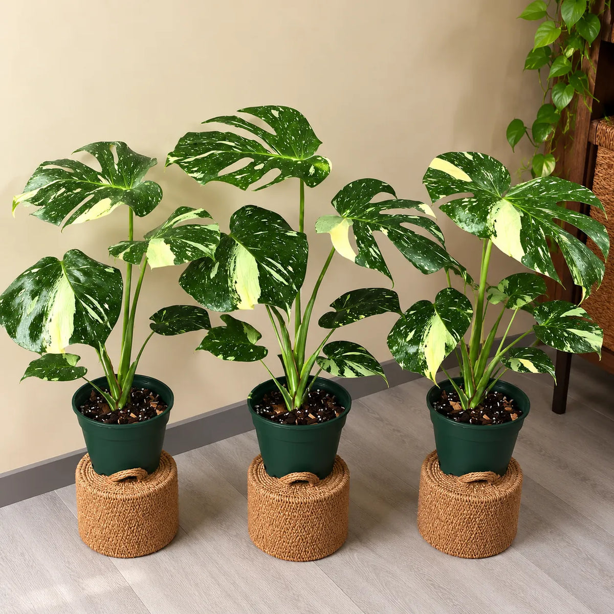 Three potted Monstera Thai Constellation plants in black pots with burlap bases