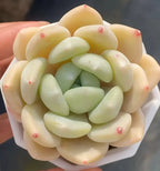 Tuberose plant cluster with pale yellow and mint green leaves, tiny red tips