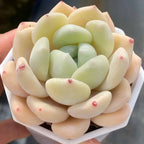 Tuberose plant in small pot with cream outer leaves, mint green inner leaves, red tips