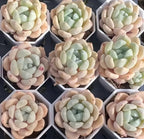 Assorted tuberose plants in small pots, pastel cream and mint green rosettes