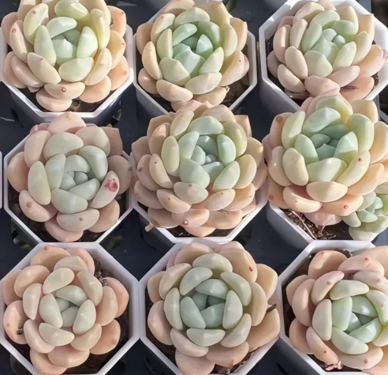 Assorted tuberose plants in small pots, pastel cream and mint green rosettes