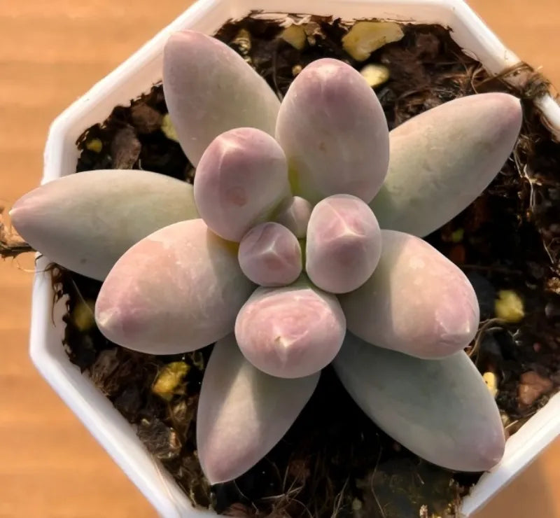 Pale green succulent rosette in small white square pot with soil