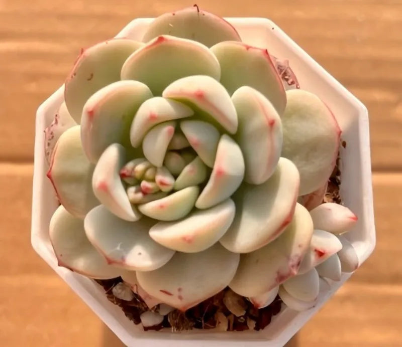 2-inch succulent in square pot, pale cream & light green with red speckles
