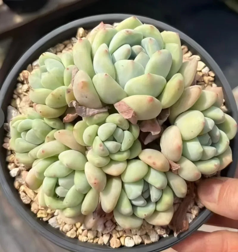 Echeveria succulent cluster in pot with pale mint green rosette leaves and gravel