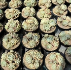 Echeveria succulents in black pots, many pale green rosette clusters on gritty soil