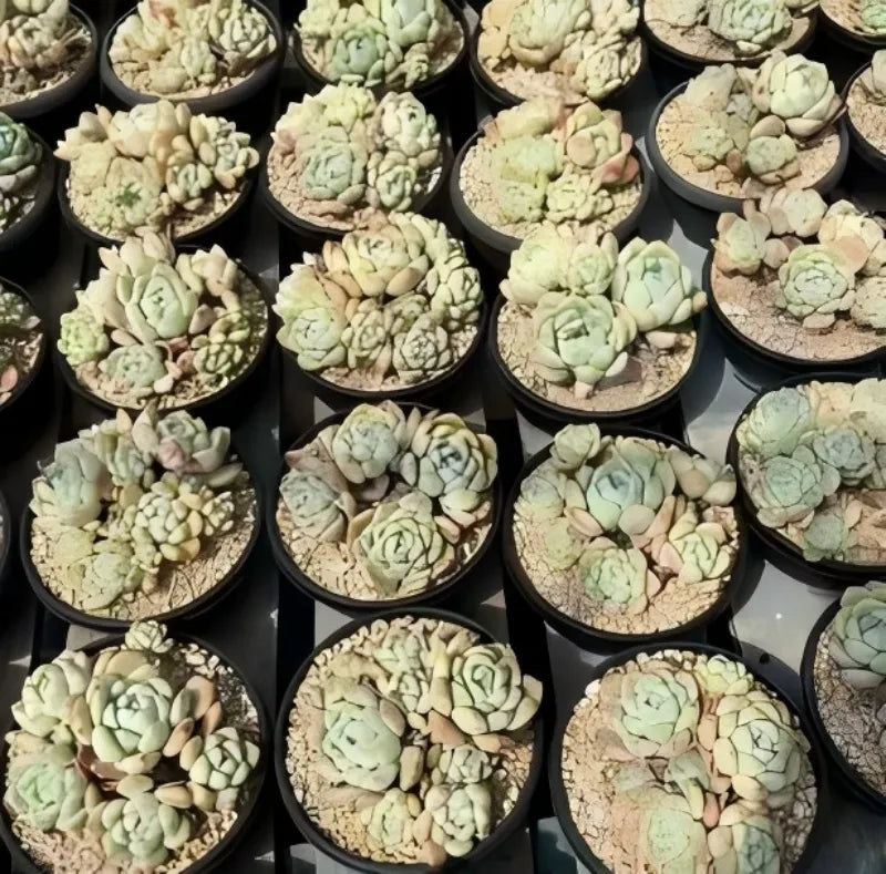 Echeveria succulents in black pots, many pale green rosette clusters on gritty soil
