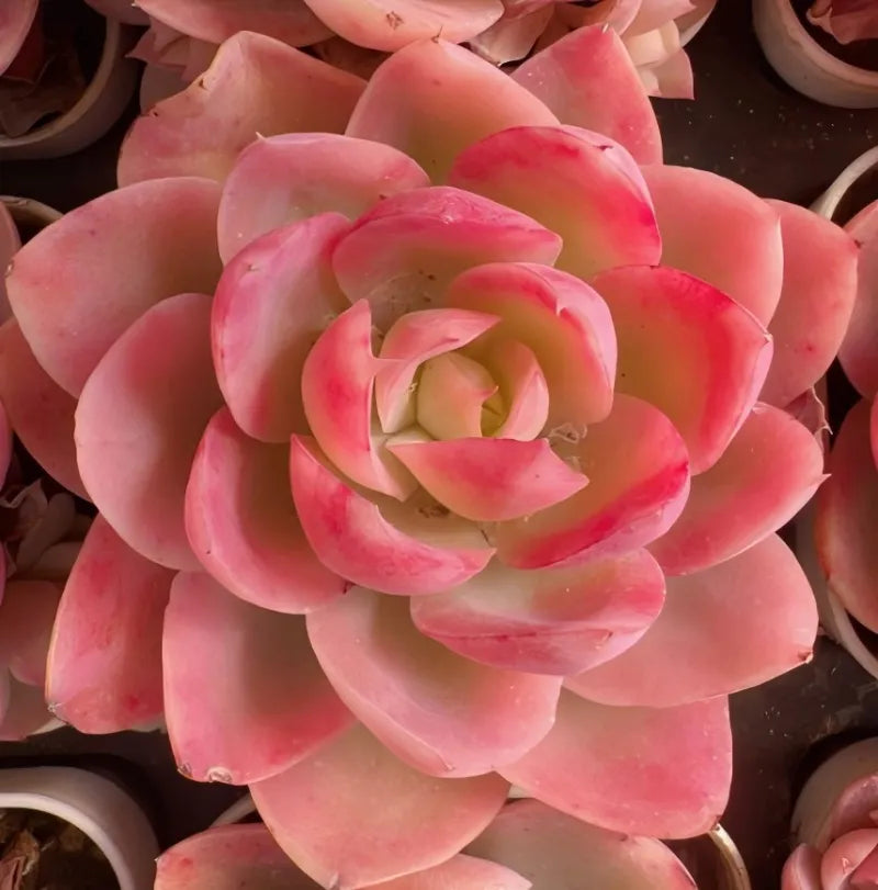 Close-up of a pink succulent rosette with curled inner leaves.