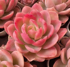 Pink and pale green succulent rosette with layered fleshy leaves.