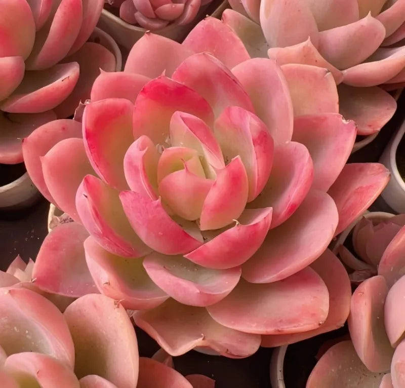 Pink and pale green succulent rosette with layered fleshy leaves.