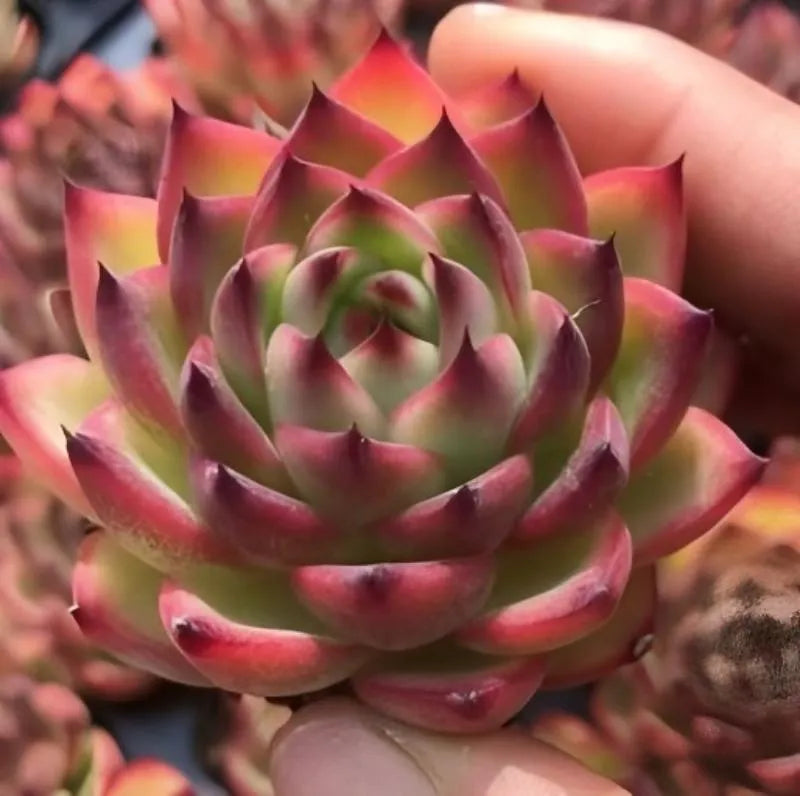 Echeveria Moonstone 2in close-up rosette in hand, green center with pink tips