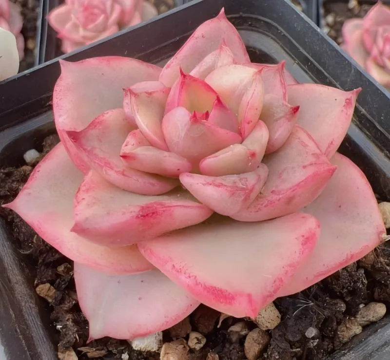 Variegated pink echeveria rosette with tightly layered petals, potted in dark soil