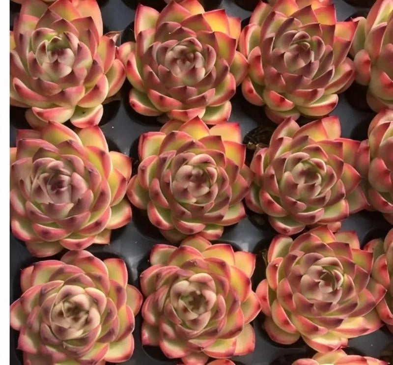 Echeveria Moonstone 2in succulent rosettes, pink and yellow layered leaves