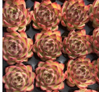 Echeveria Moonstone 2in succulent rosettes, pink and yellow layered leaves