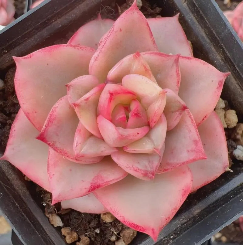 Variegated pink echeveria rosette in a small pot, layered petals