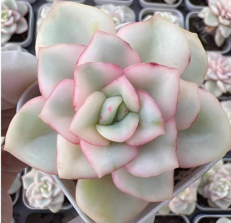Variegated echeveria succulent rosette, mint-green leaves with soft pink streaks, in pot