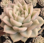 Echeveria succulent rosette with layered cream leaves and green inner rosette