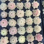 Echeveria succulent rosettes in small pot, pastel white, pink, and green tones