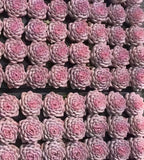 Echeveria succulent cluster of dusty pink rosette plants