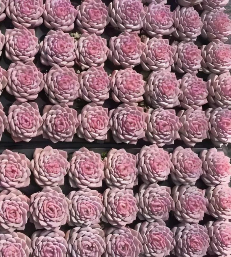 Echeveria succulent cluster of dusty pink rosette plants