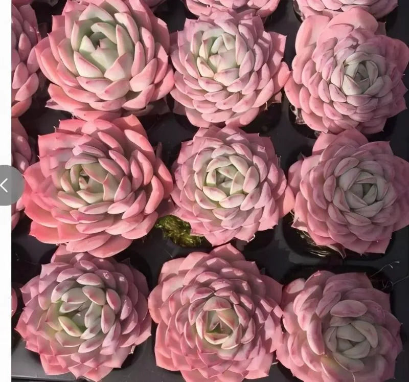 Pink echeveria succulent rosettes with tightly layered leaves