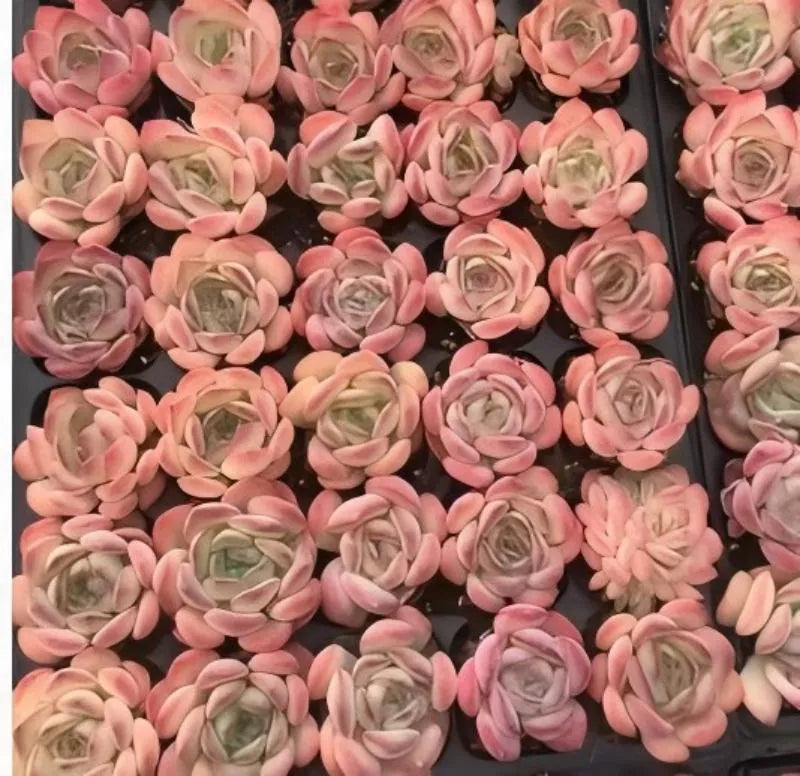 Pink and cream rosette echeveria succulent cluster in trays, small 2-inch plants.
