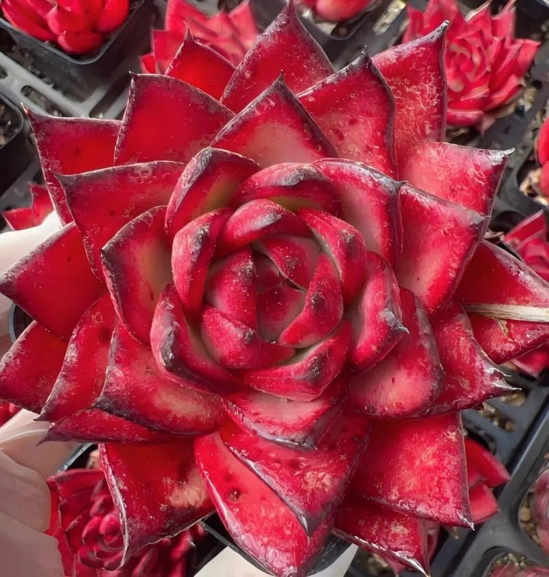 Red echeveria succulent rosette with pointed leaves, close-up in a small pot
