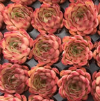 Echeveria succulent rosette cluster, pink and green layered leaves