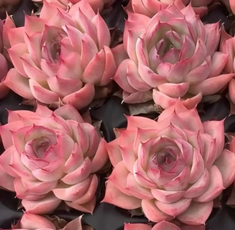 Group of pink echeveria rosettes with pale centers and layered petals